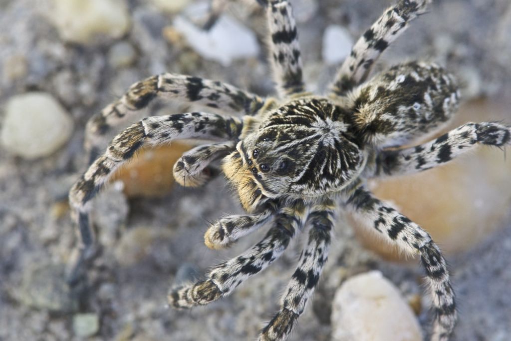 Lycosa singoriensis - Apetlon (Austria)